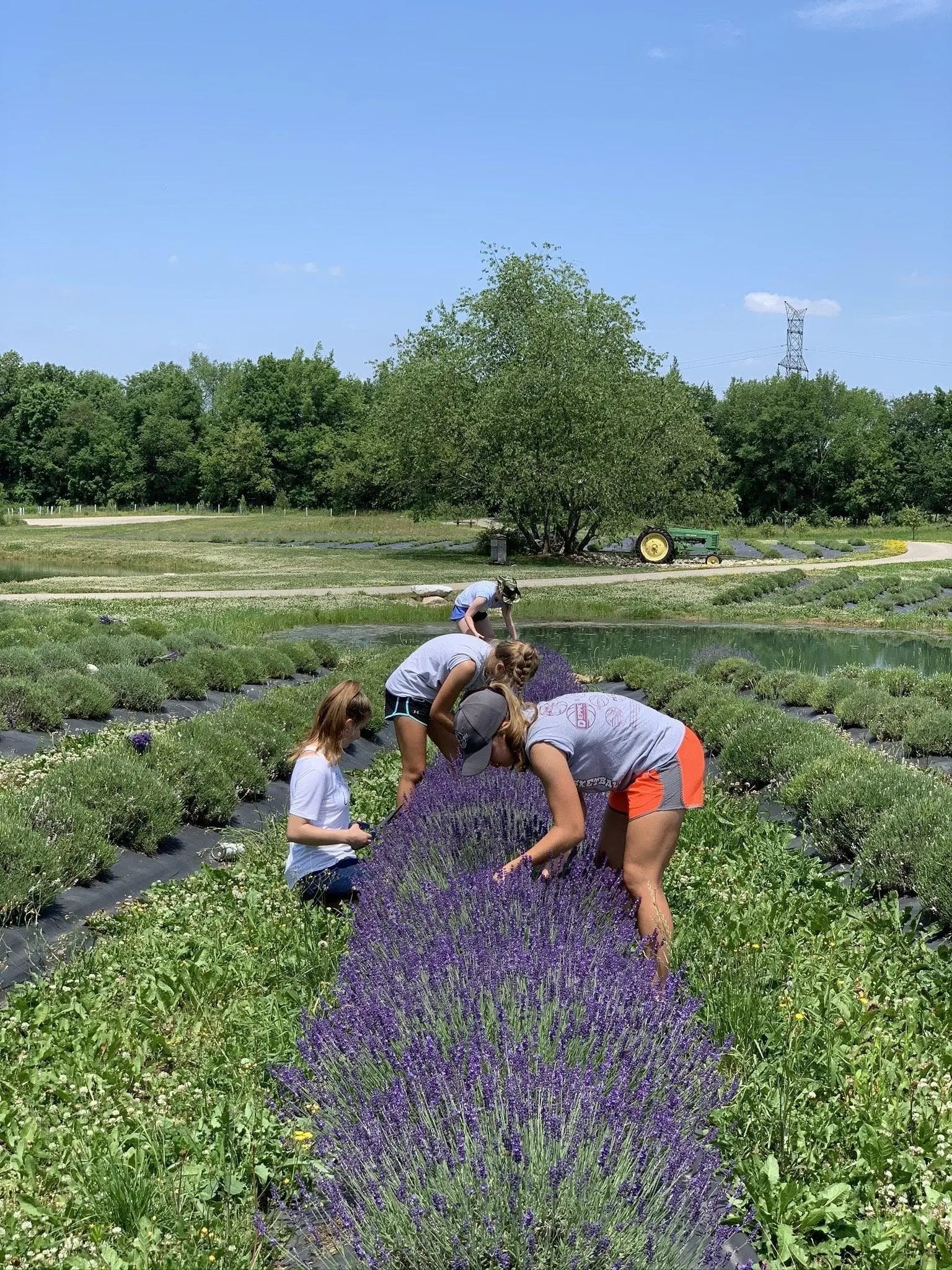 Kids working on lavender life farms lavender fields harvesting lavender