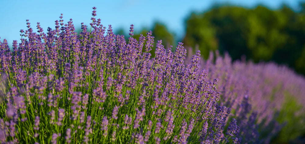Lavender field