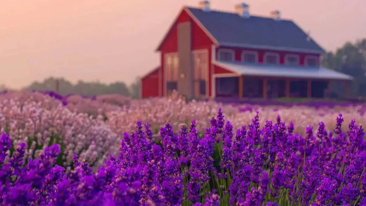 Load video: about Lavender Life Farm
