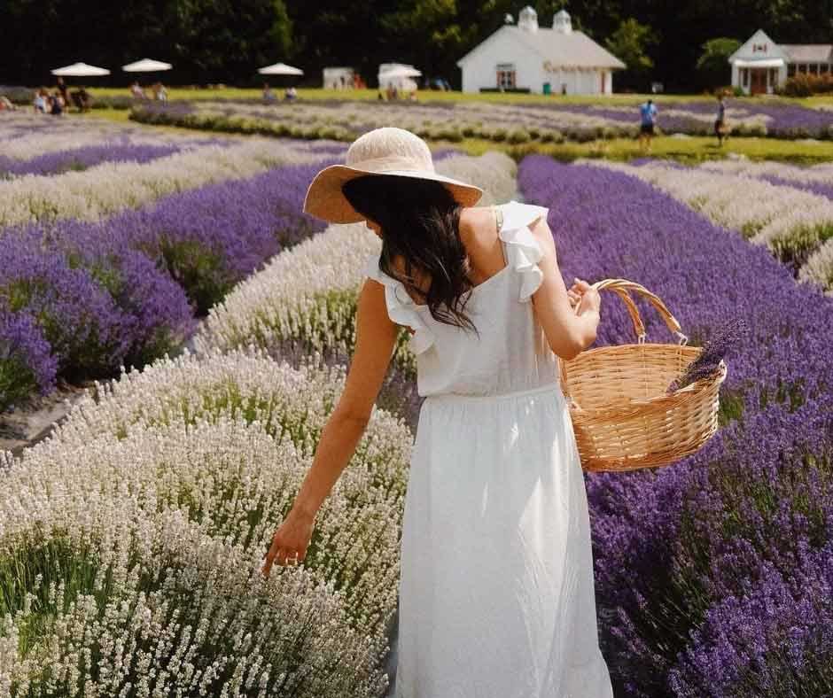 Lavender Life Company