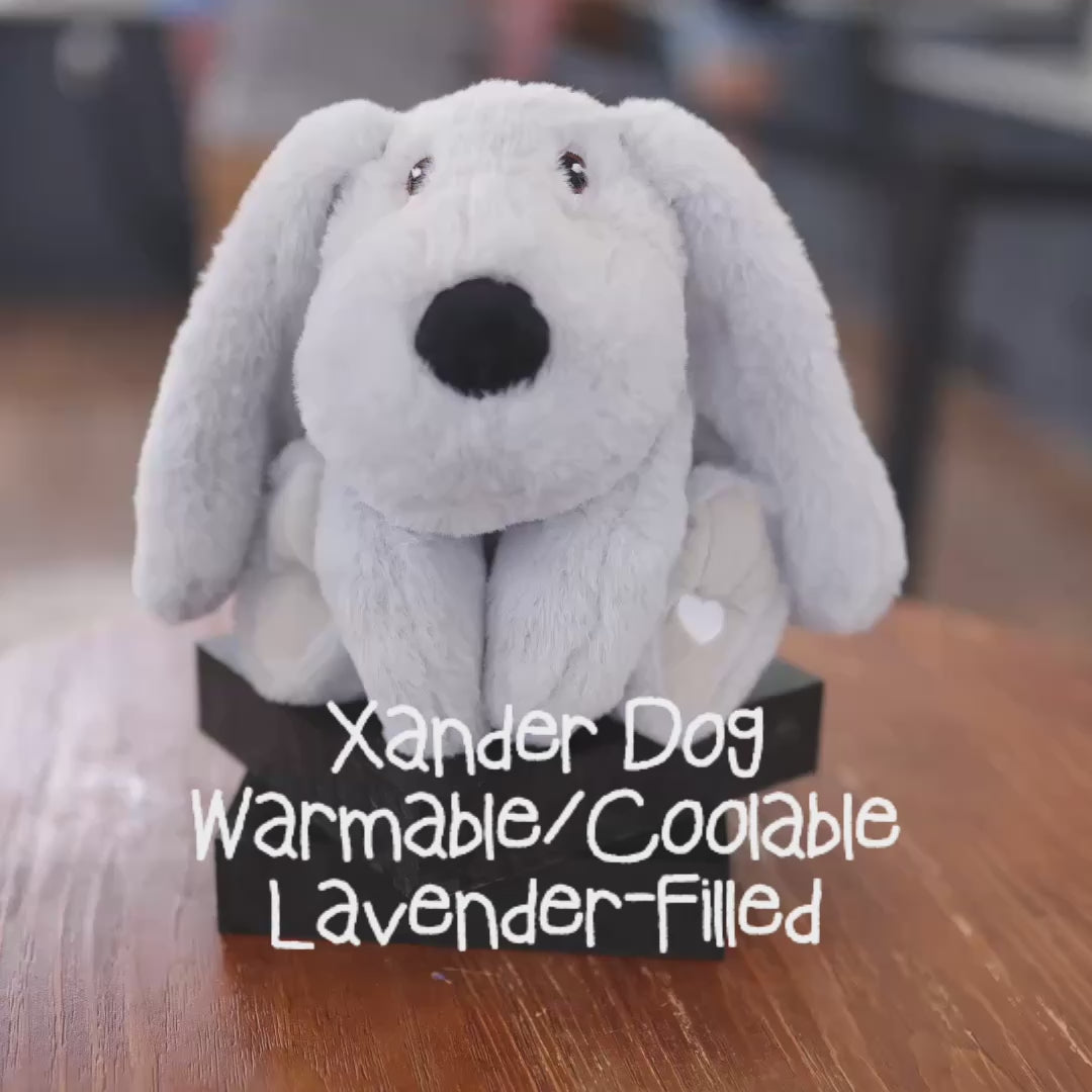 Load video: Xander Dog