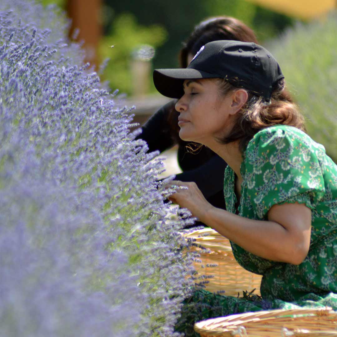 woman breathing in fresh lavender in a lavender field