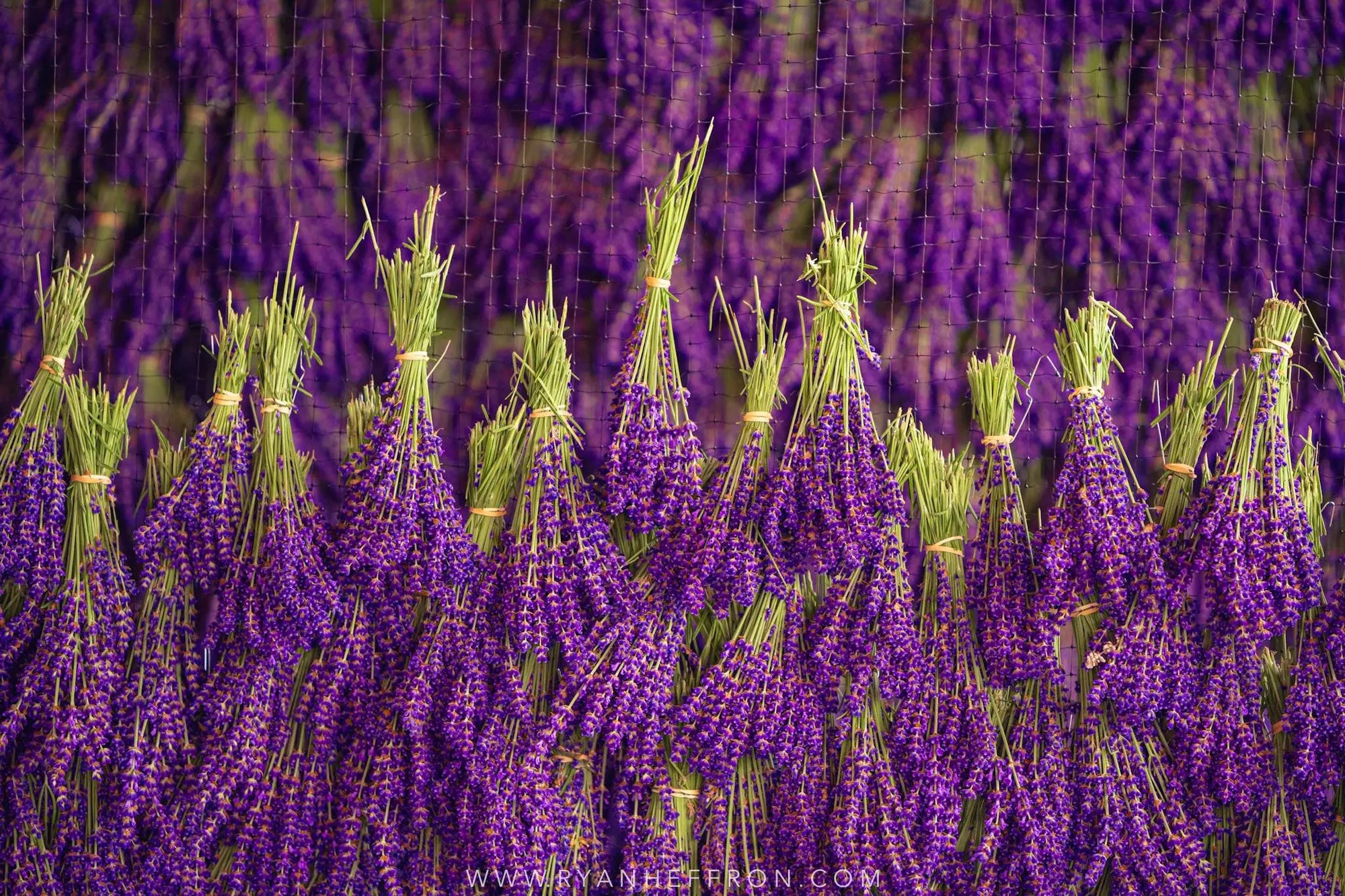 Lavender Hanging at Lavender Life Farm