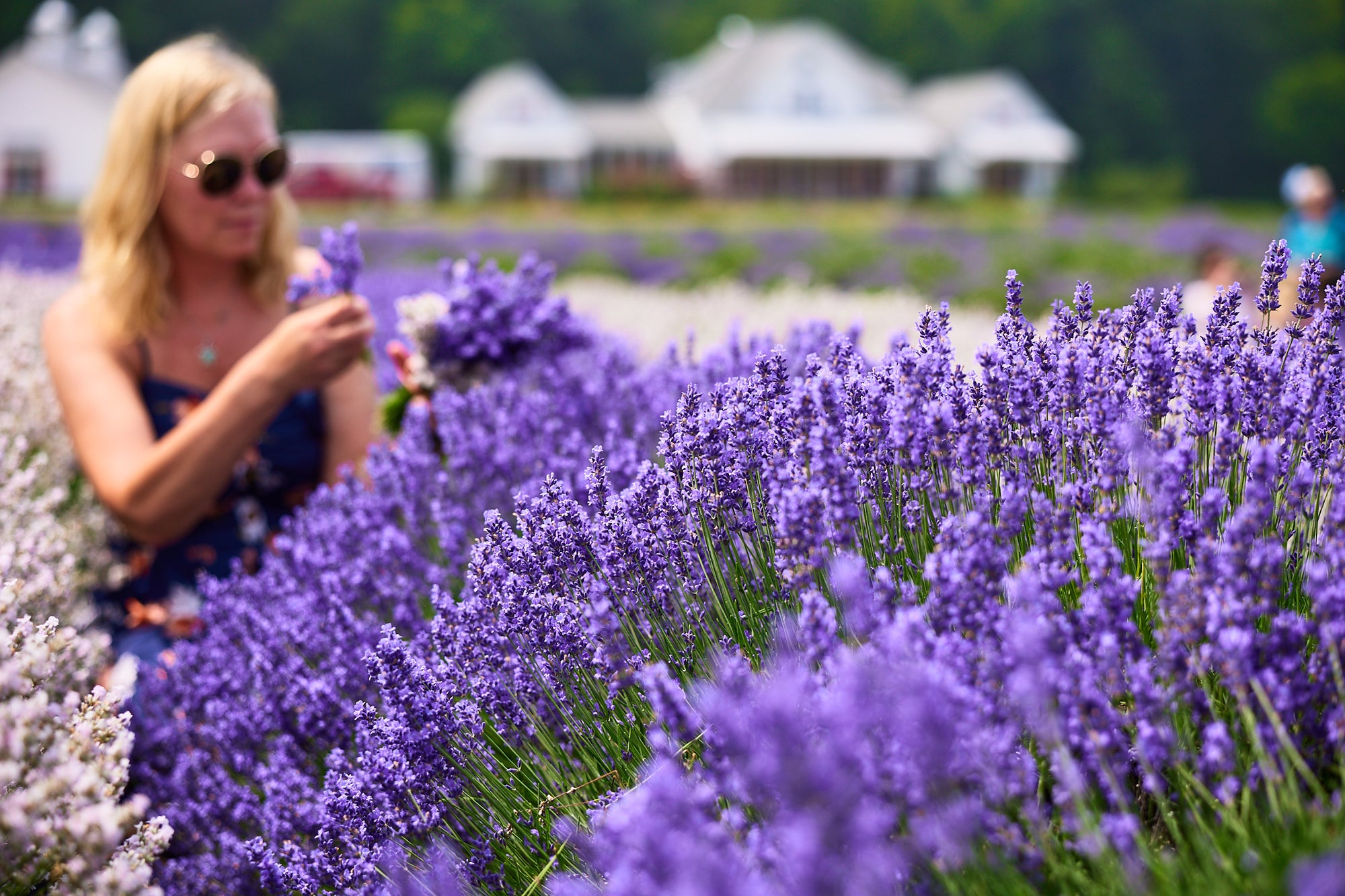 The Enchanting World of Lavender: A Gardener's Guide