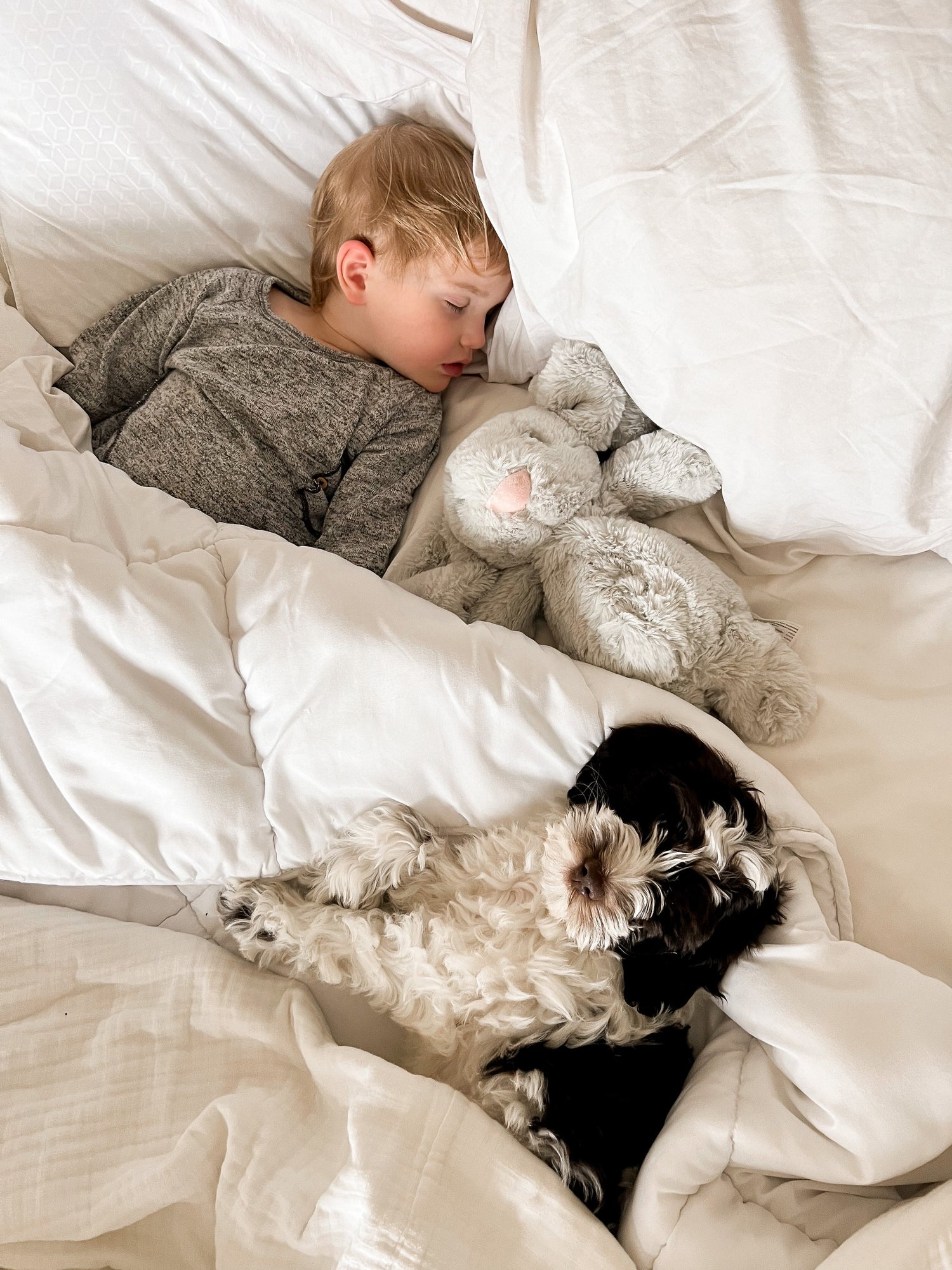 Child sleeping with grey Xander Bunny and the little boys black and white dog