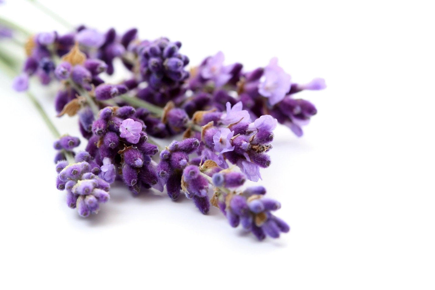Lavender - A Fragrant Symphonic Experience - Lavender Life Company