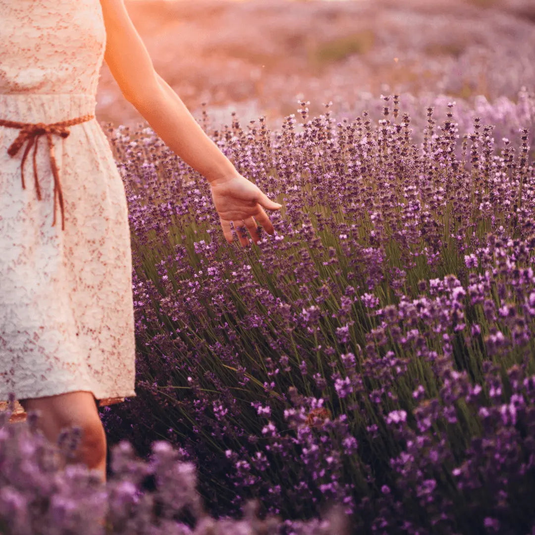 walking in lavender