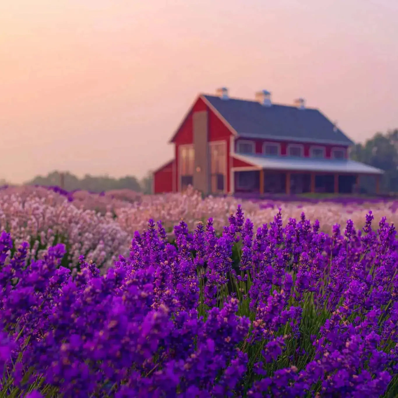 Lavender Life E-Gift Card