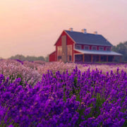 Lavender Life E-Gift Card