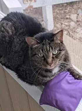 Catnip/Lavender Replacement Bag for Original Xander - Lavender Life Company